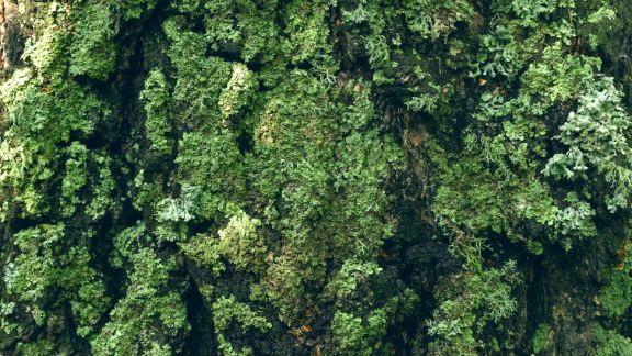 Bark_p_tr_text-image-50_50_576x324