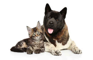 Hund og kat